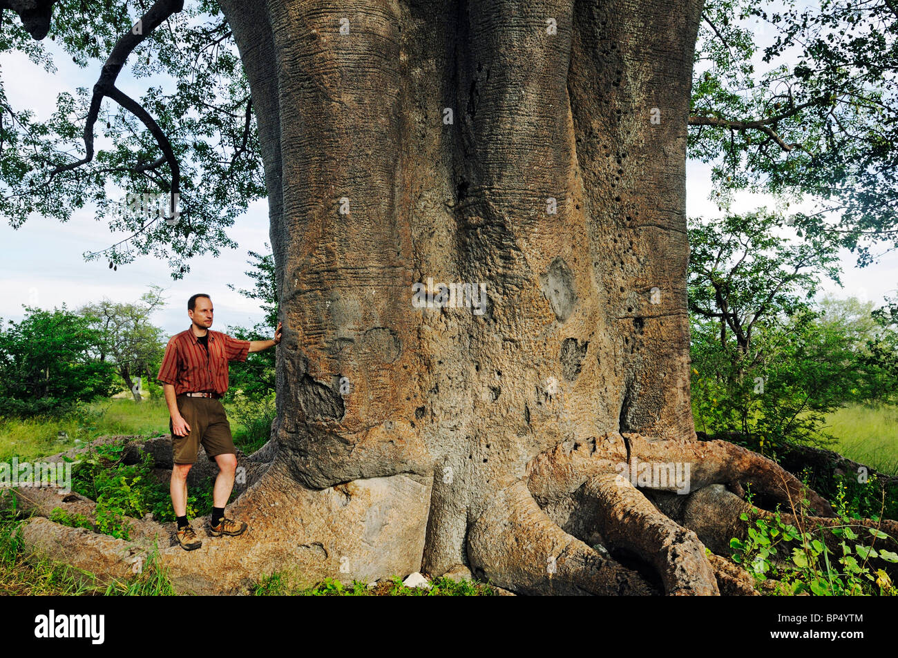 Man stands on the roots of a baobab tree (Adansonia digitata), Planet baobab, Makgadikgadi Pan, Botswana, Africa Stock Photo