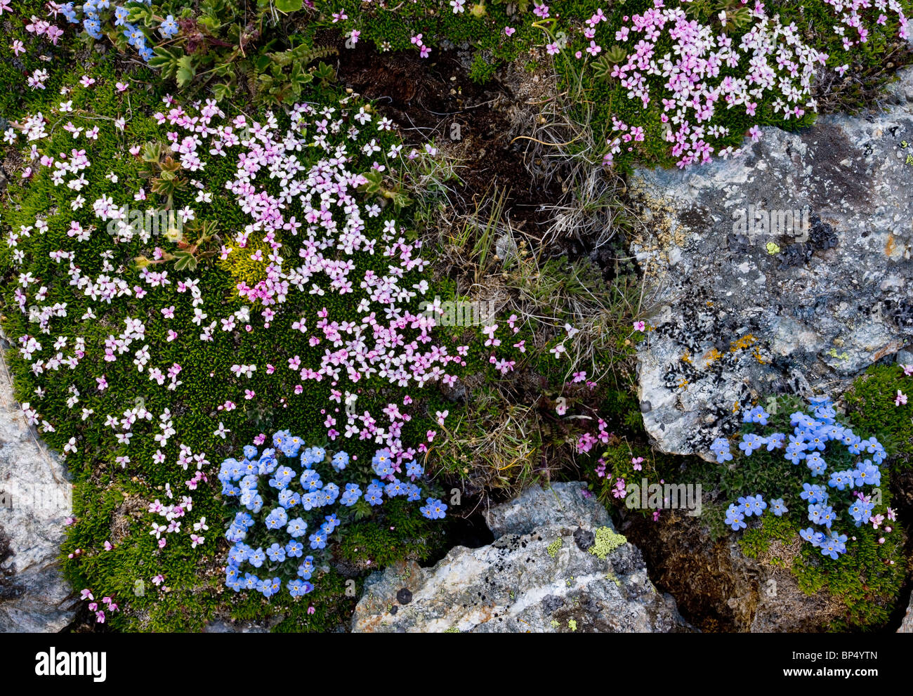 King-of-the-Alps, Eritrichium nanum, and Moss Campion Silene acaulis on the Livigno Pass, Switzerland. Stock Photo