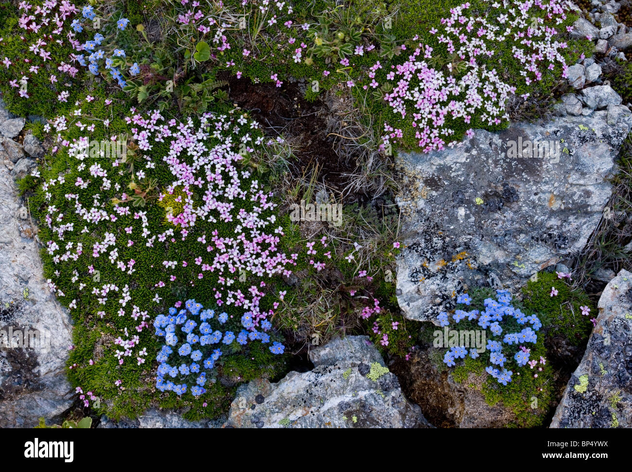 King-of-the-Alps, Eritrichium nanum, and Moss Campion Silene acaulis on the Livigno Pass, Switzerland. Stock Photo