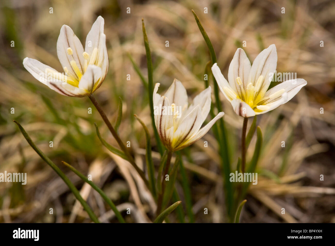 Snowdon Lily or Lloydia, Lloydia serotina in flower, Swiss Alps Stock Photo