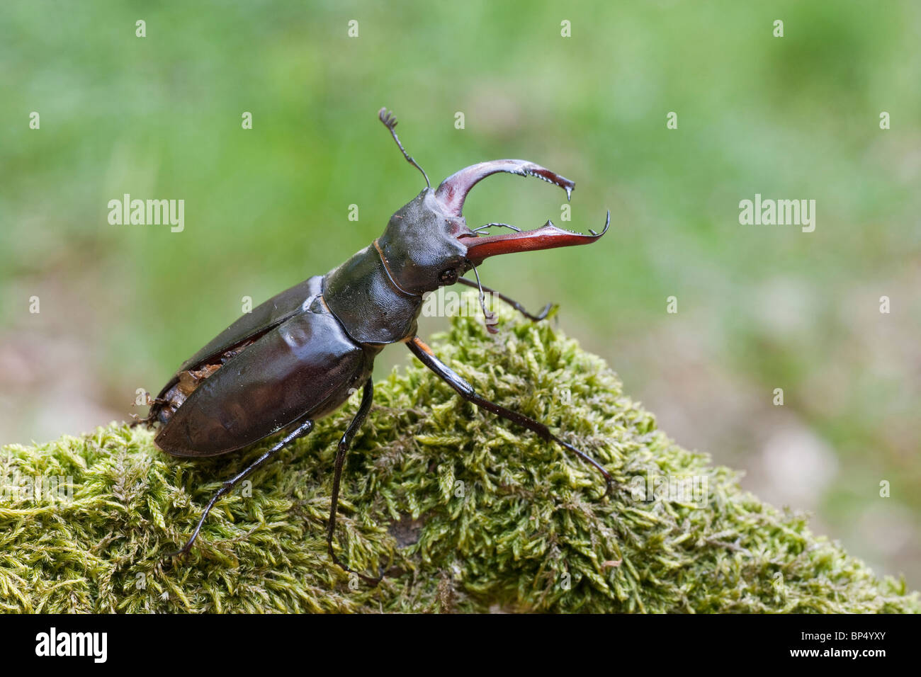 Stag beetle hi-res stock photography and images - Alamy