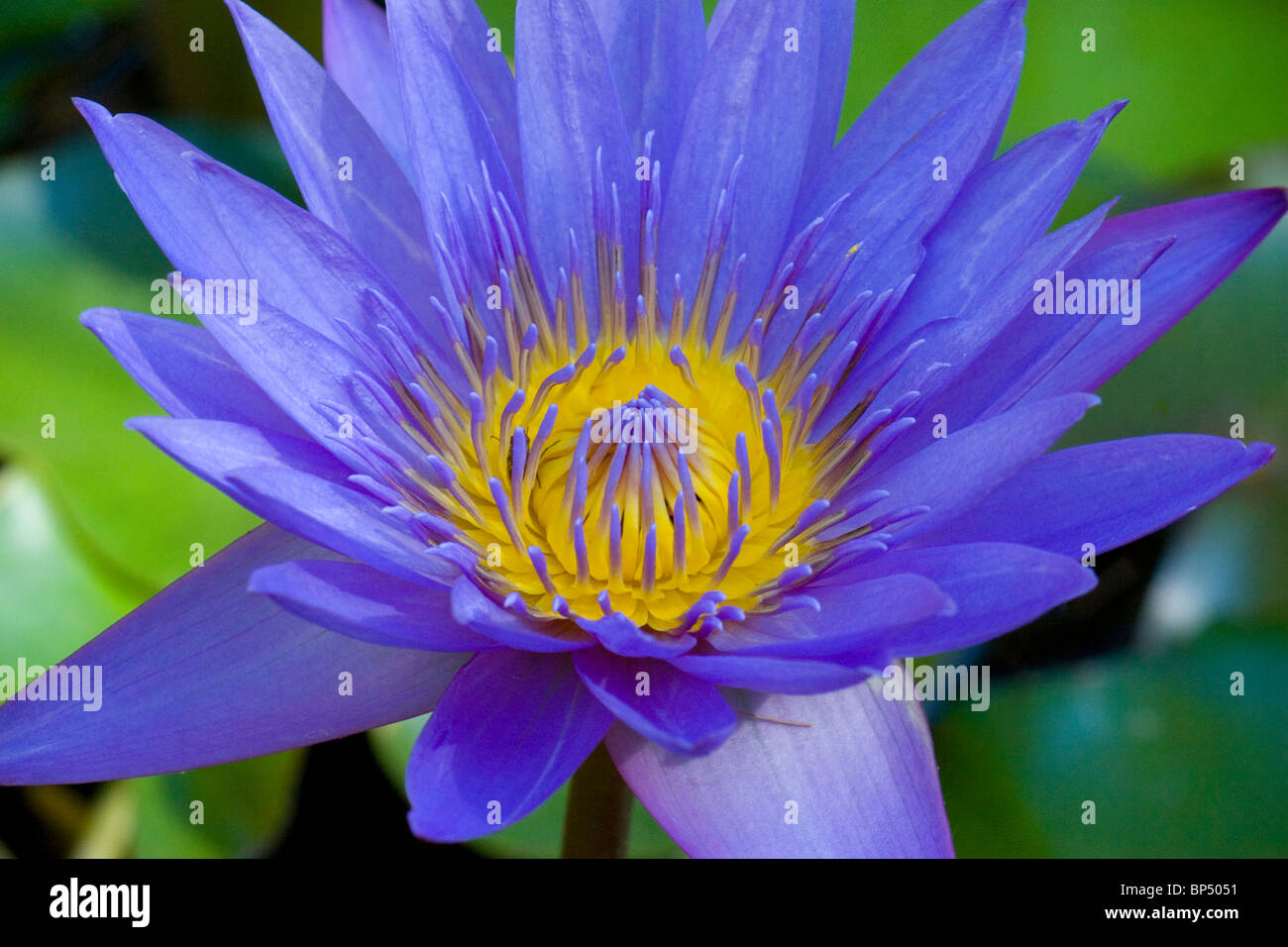 Water lily nymphaea blue capensis hi-res stock photography and images ...