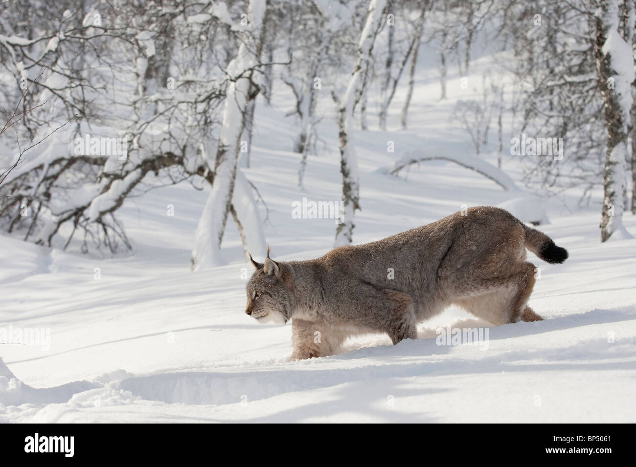 Lynx scan