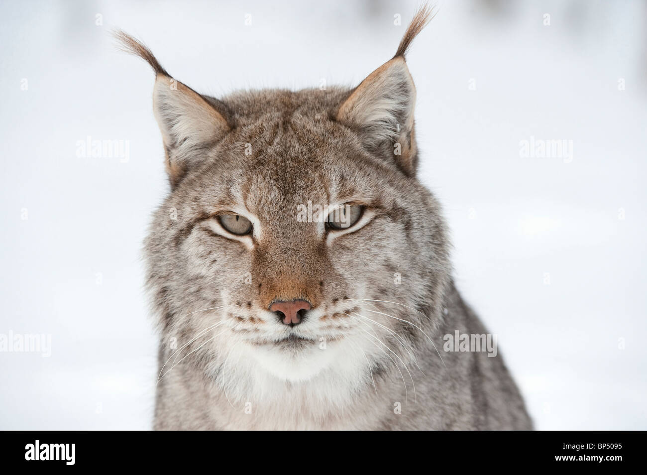 European Lynx (Felis lynx, Lynx lynx). Scandinanvian race. Close-up portrait of adult male in winter. Stock Photo