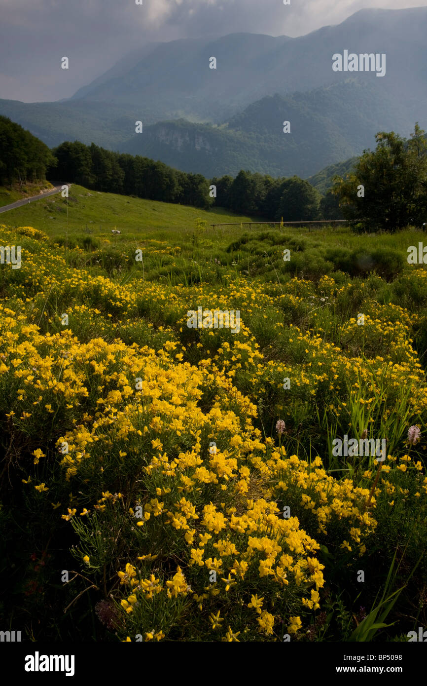 Southern Greenweed in flowery grasslands on the slopes of Monte Baldo, Italy. Stock Photo