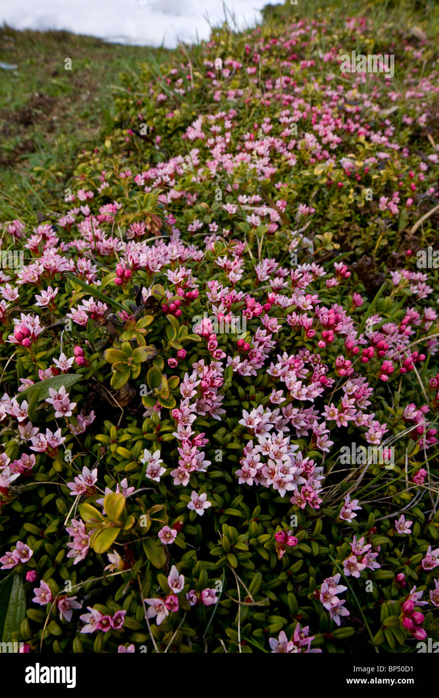 Creeping Azalea or Trailing Azalea, Loiseleuria procumbens in very flowery mats, on the Albula Pass, Switzerland. Stock Photo