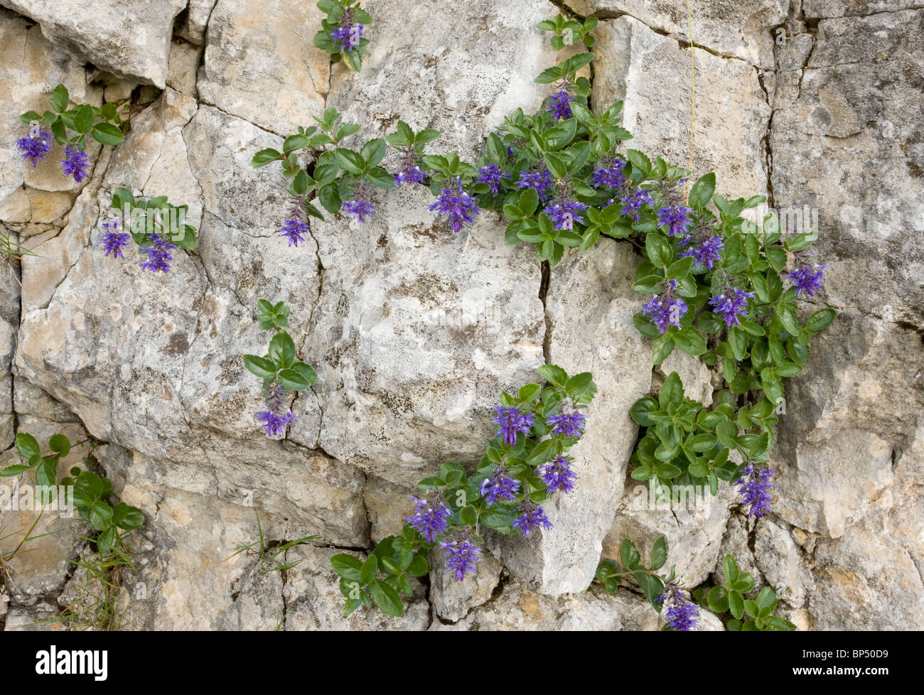 Bluish Paederota, Paederota bonarota on limestone, Monte Baldo, Italy. Stock Photo