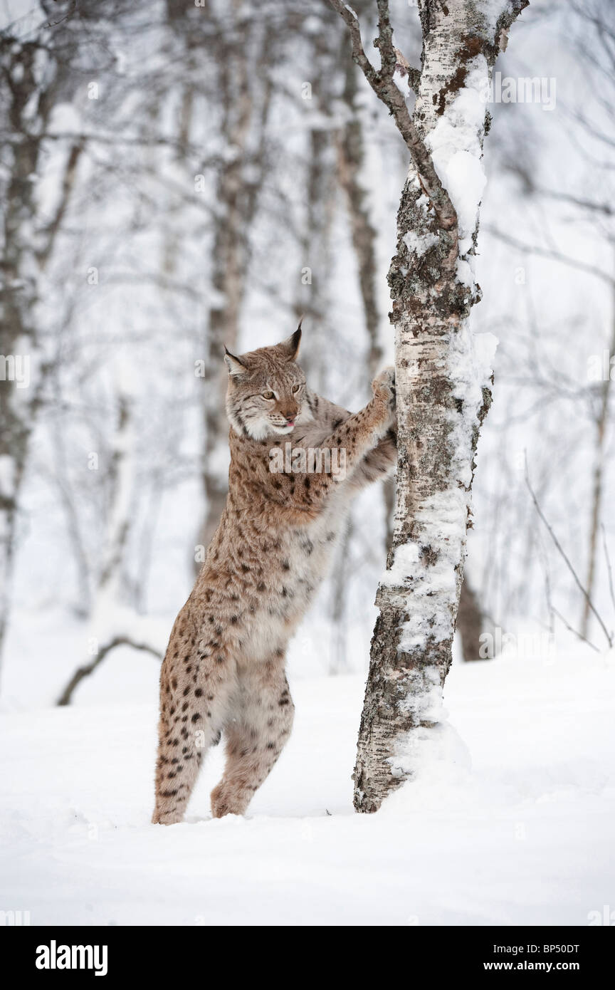 European Lynx (Felis lynx, Lynx lynx). Scandinanvian race. Female in winter standing upright against a tree. Stock Photo