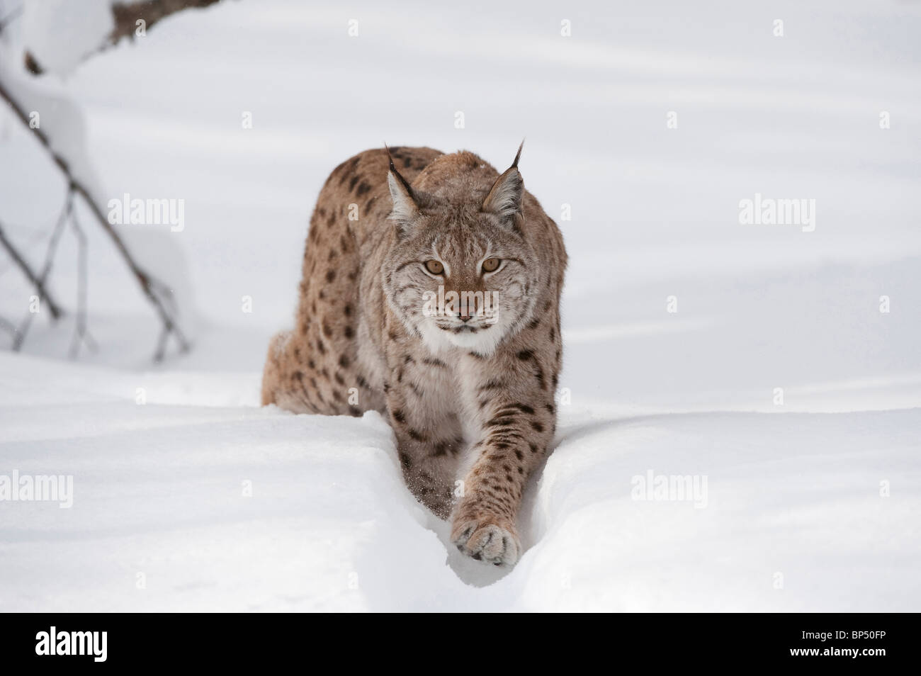European Lynx (Felis lynx, Lynx lynx). Scandinanvian race, adult female in winter (taken in controlled conditions). Stock Photo