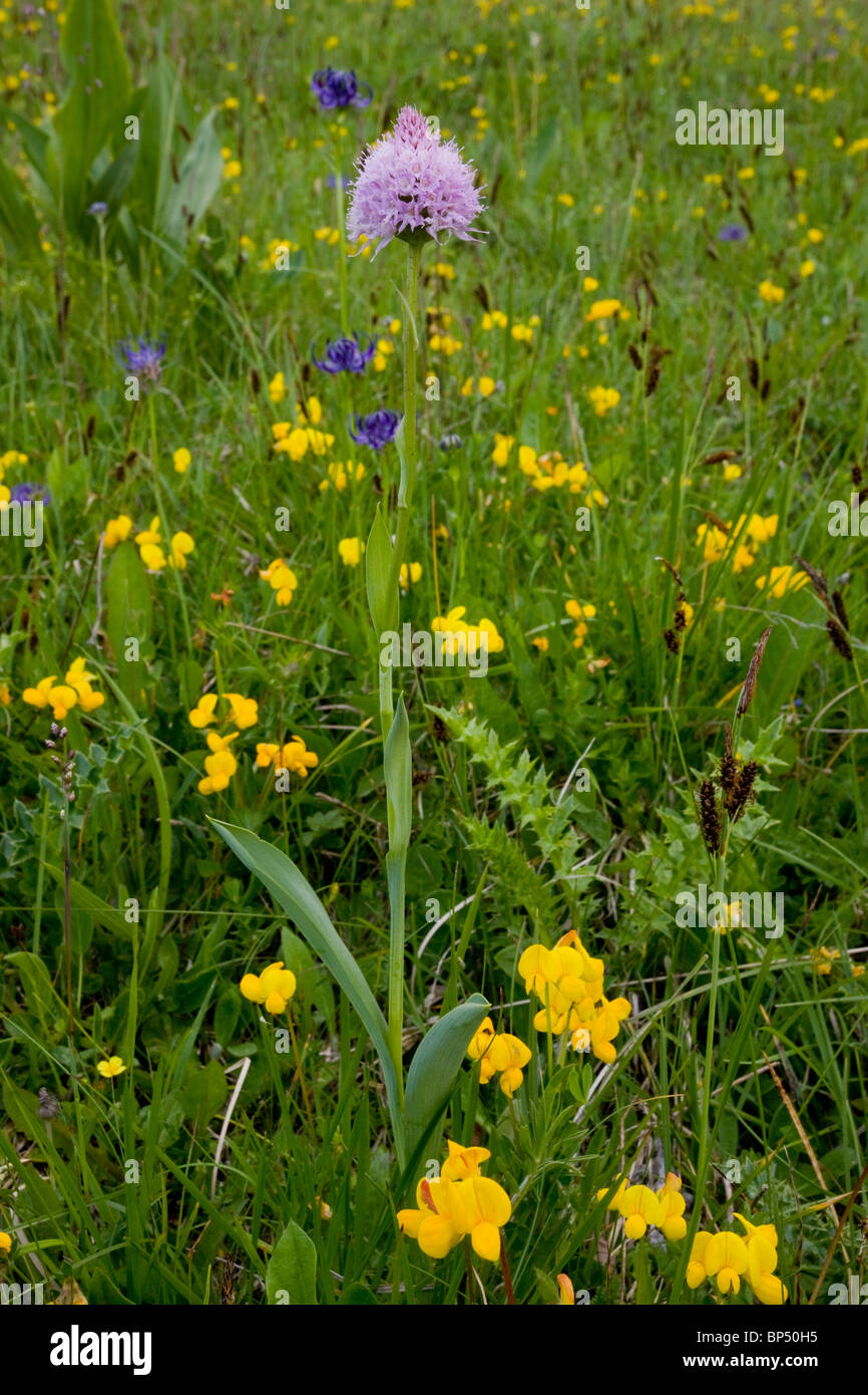 Globe-flowered Orchids in flowery grasslands on the slopes of Monte Baldo, Italy. Stock Photo