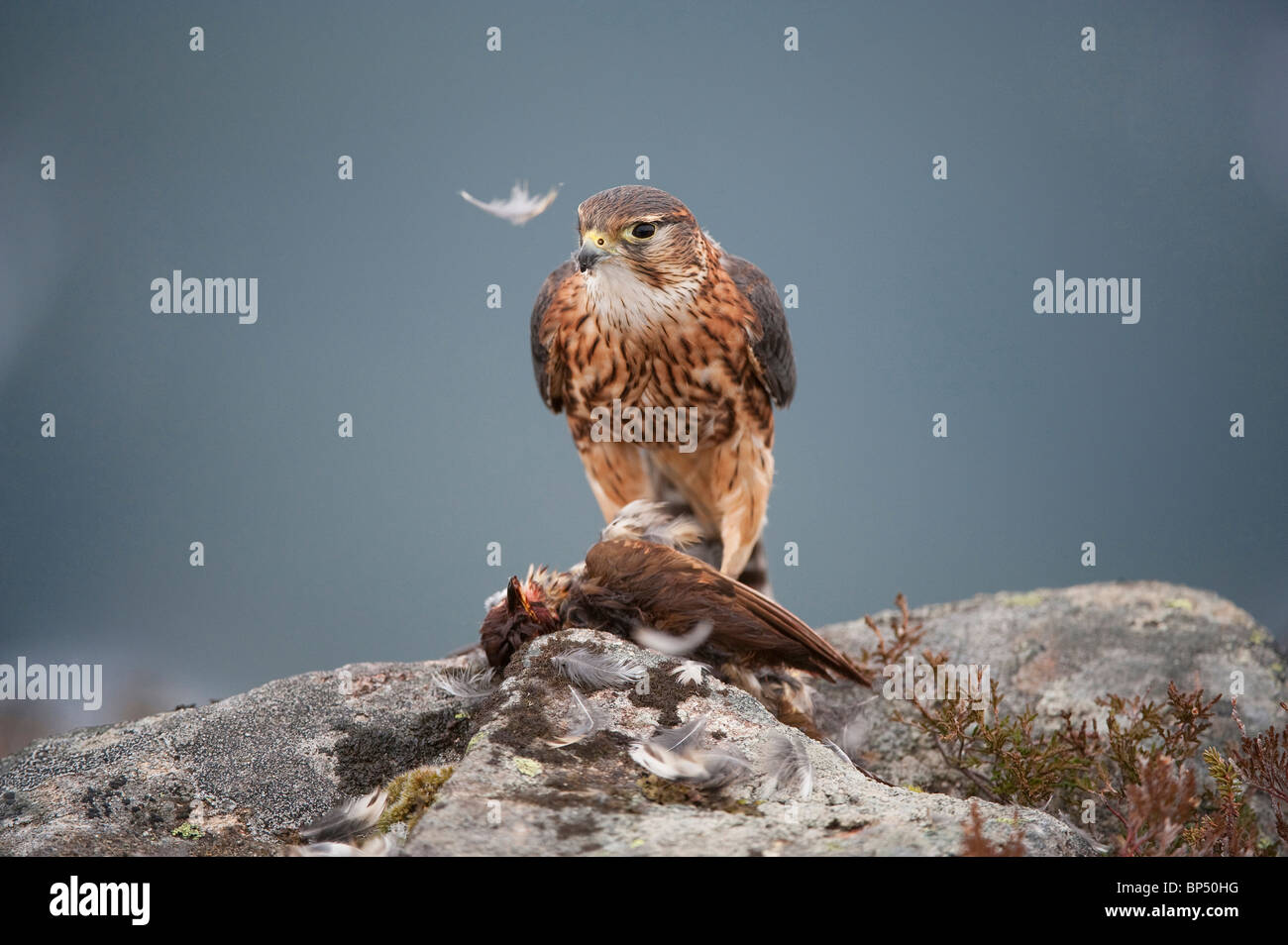 Merlin (Falco columbarius). Adult male plucking prey on rock on upland moor. Stock Photo