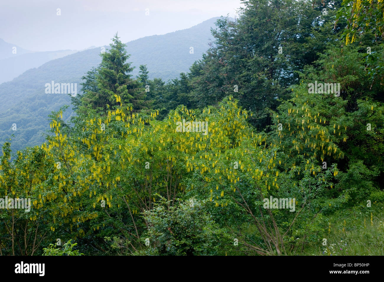 Alpine laburnum, Laburnum alpinum on Monte Baldo, Italy. Stock Photo