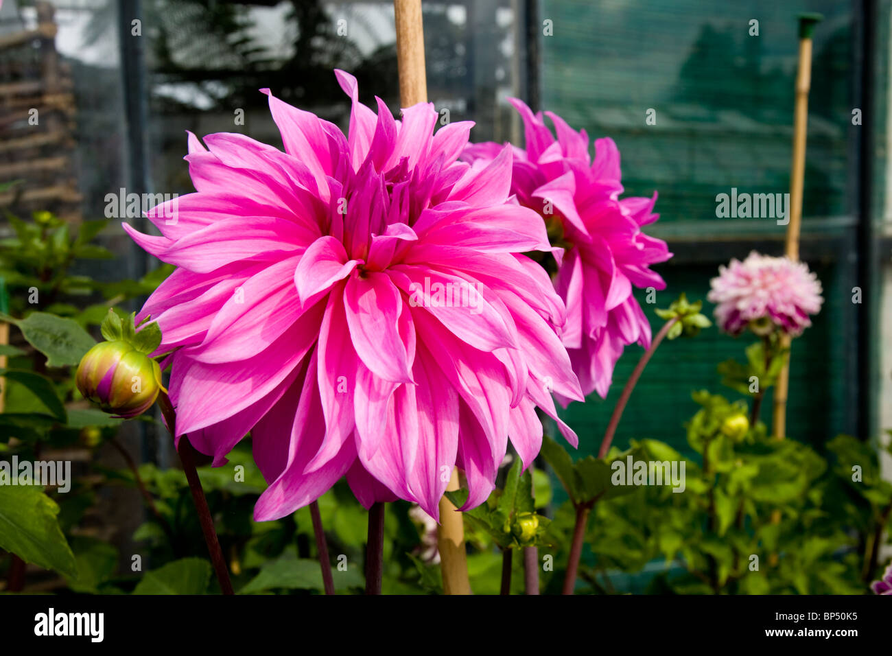 Pink dahlia flower / flowers / plant / plants at Petersham Nurseries