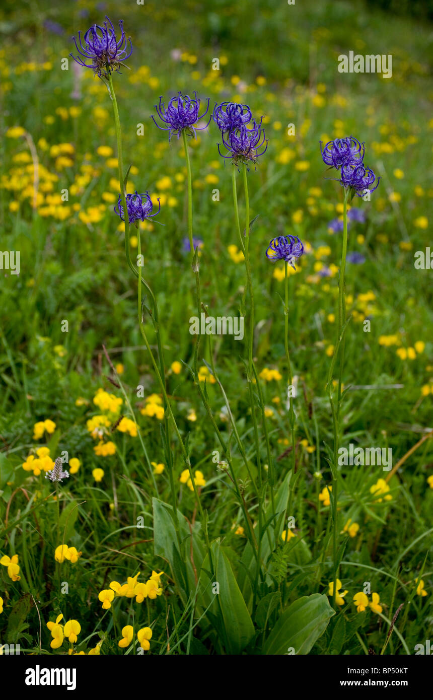 Round-headed Rampion, Phyteuma orbiculare in flowery grassland, Monte Baldo, Italy. Stock Photo