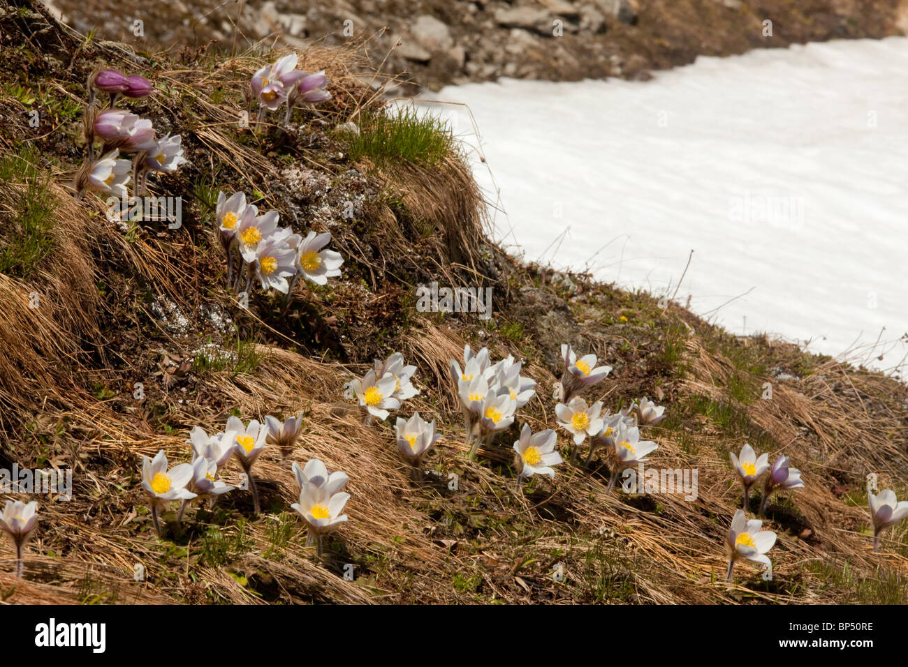 Spring Pasqueflower, Pulsatilla vernalis near the snow-line in the Swiss Alps. Stock Photo