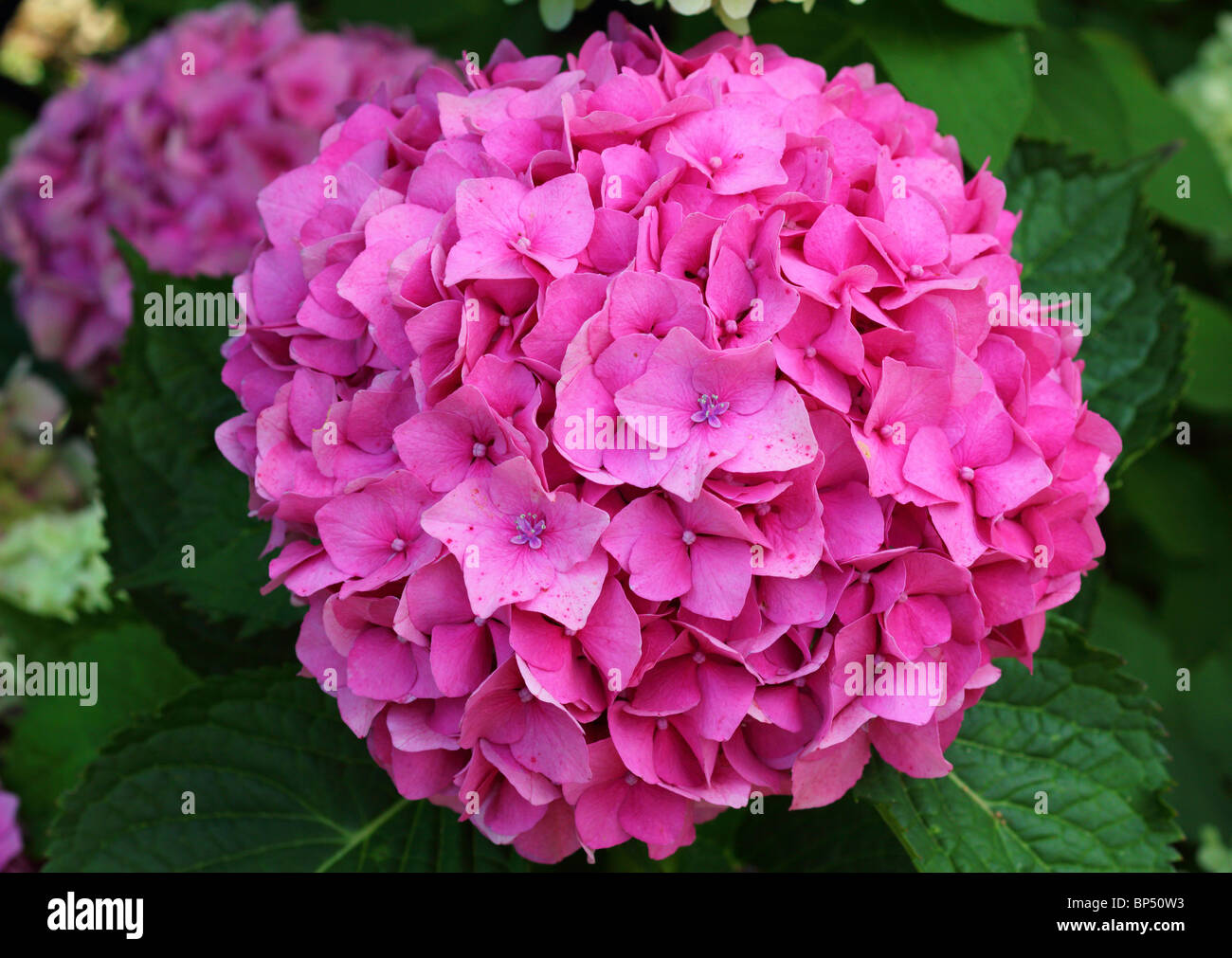 Pink hydrangea blossom close up Stock Photo - Alamy