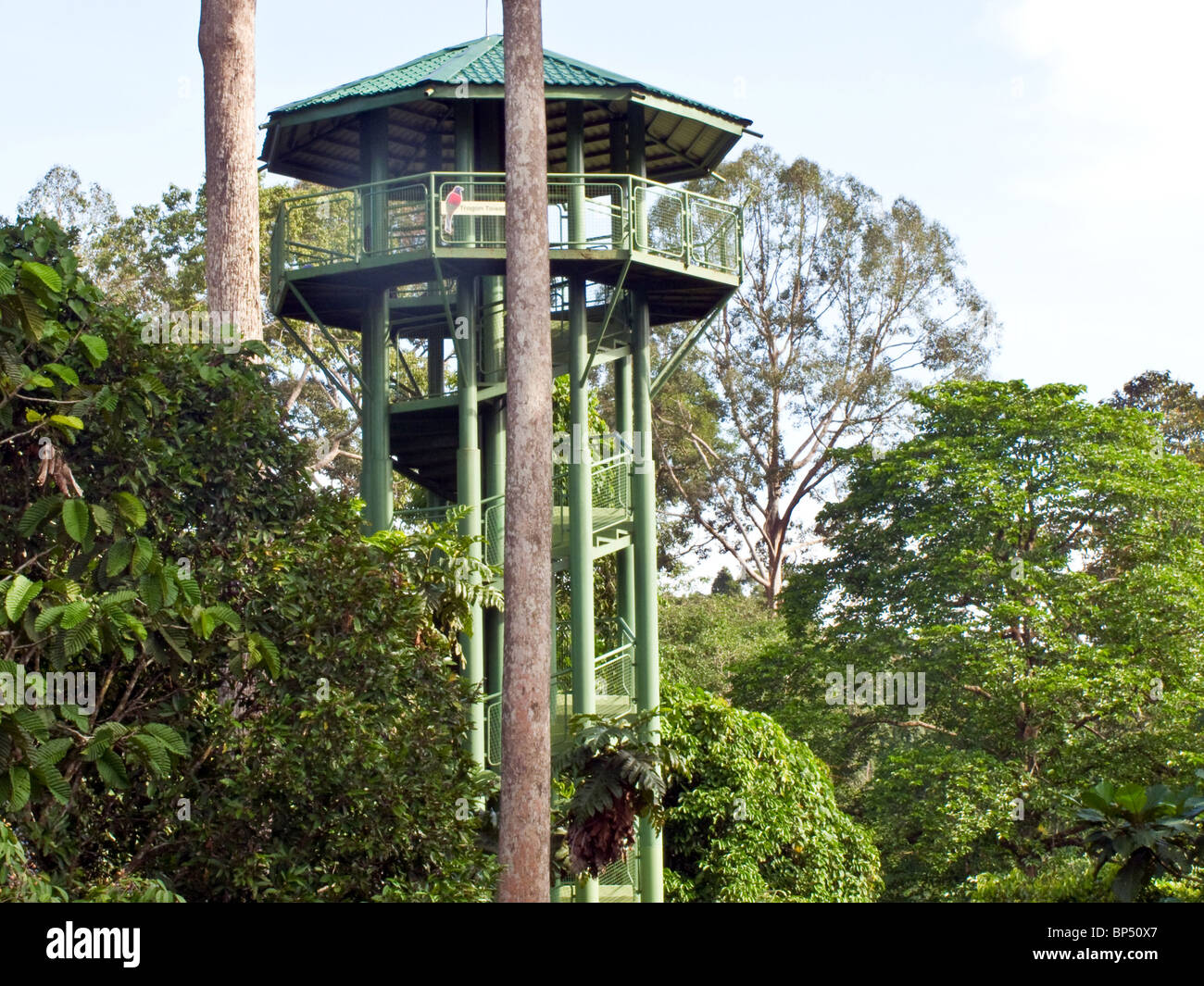Canopy walkway and tower at The Rainforest Discovery Centre Sandakan Sabah Borneo Malaysia Stock Photo