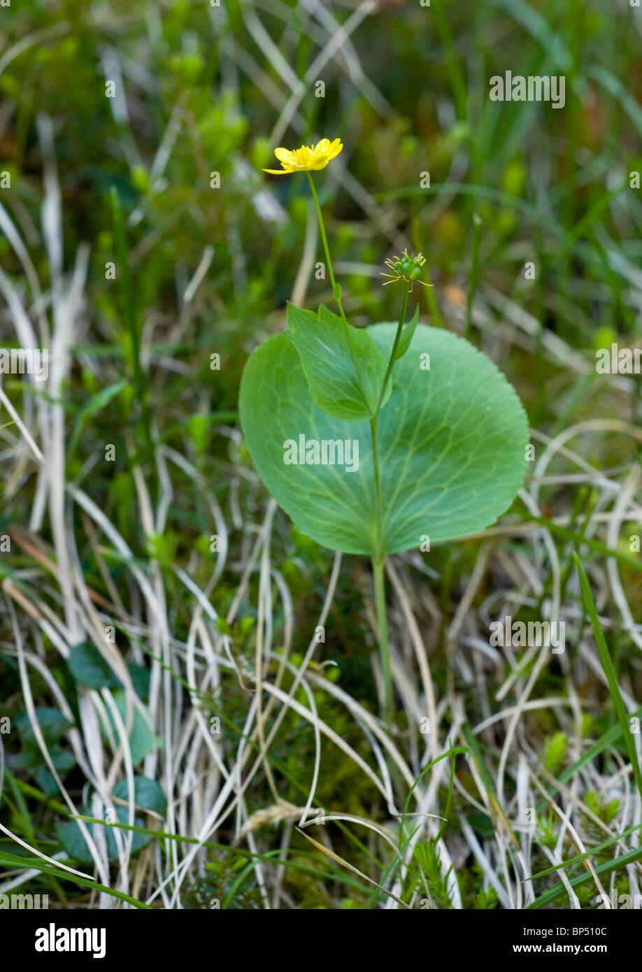 Thore's Buttercup, Ranunculus thora on Monte Baldo, Italy. Stock Photo