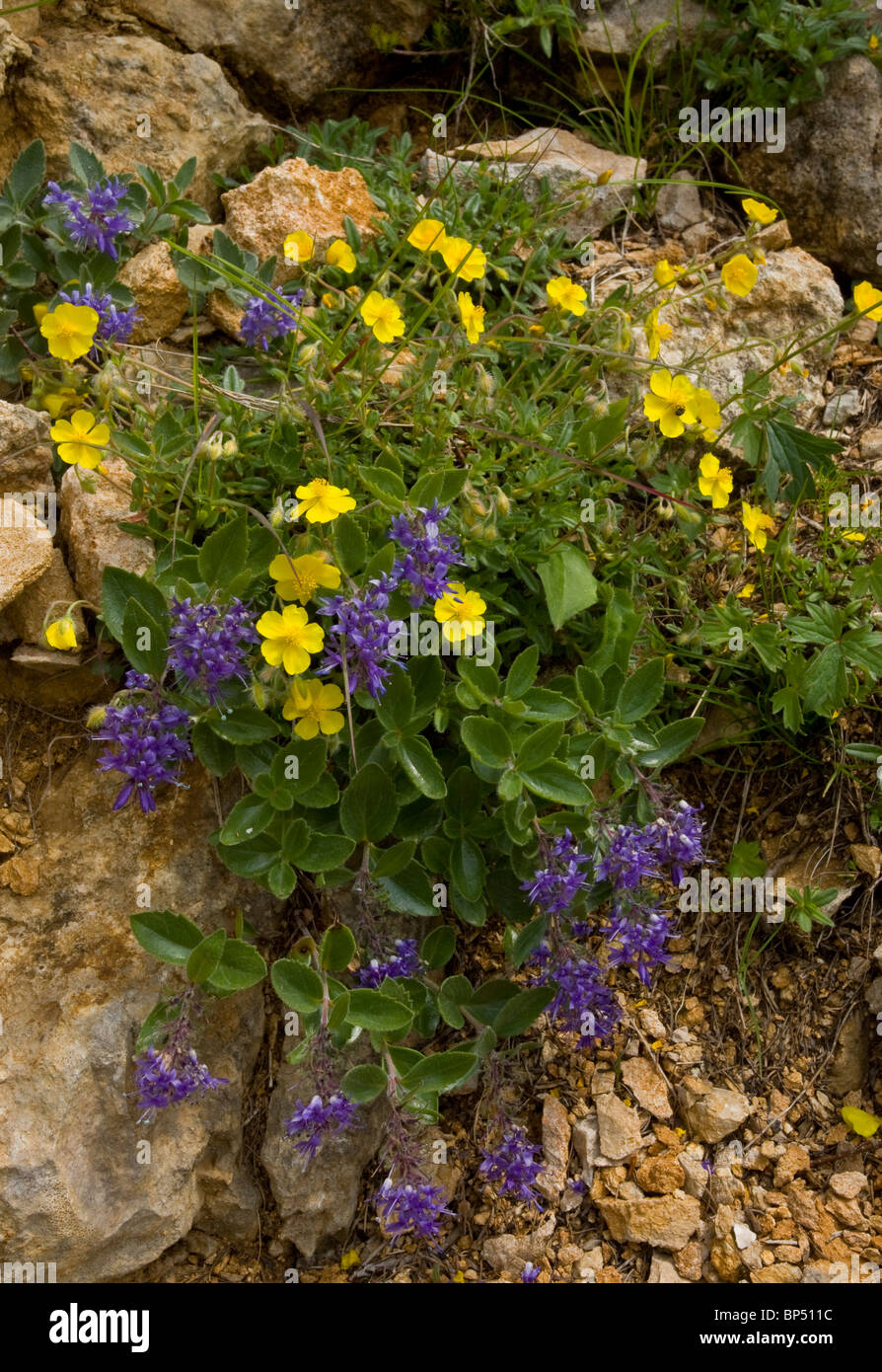 Bluish Paederota, Paederota bonarota and Hoary Rockrose on limestone, Monte Baldo, Italy. Stock Photo