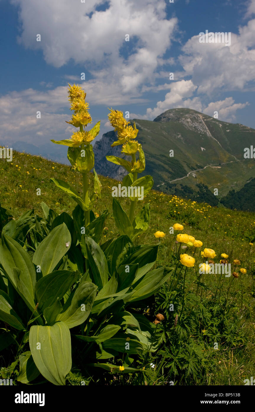 Yellow Gentian and Globe Flowers on the slopes of Monte Baldo, Italy. Stock Photo