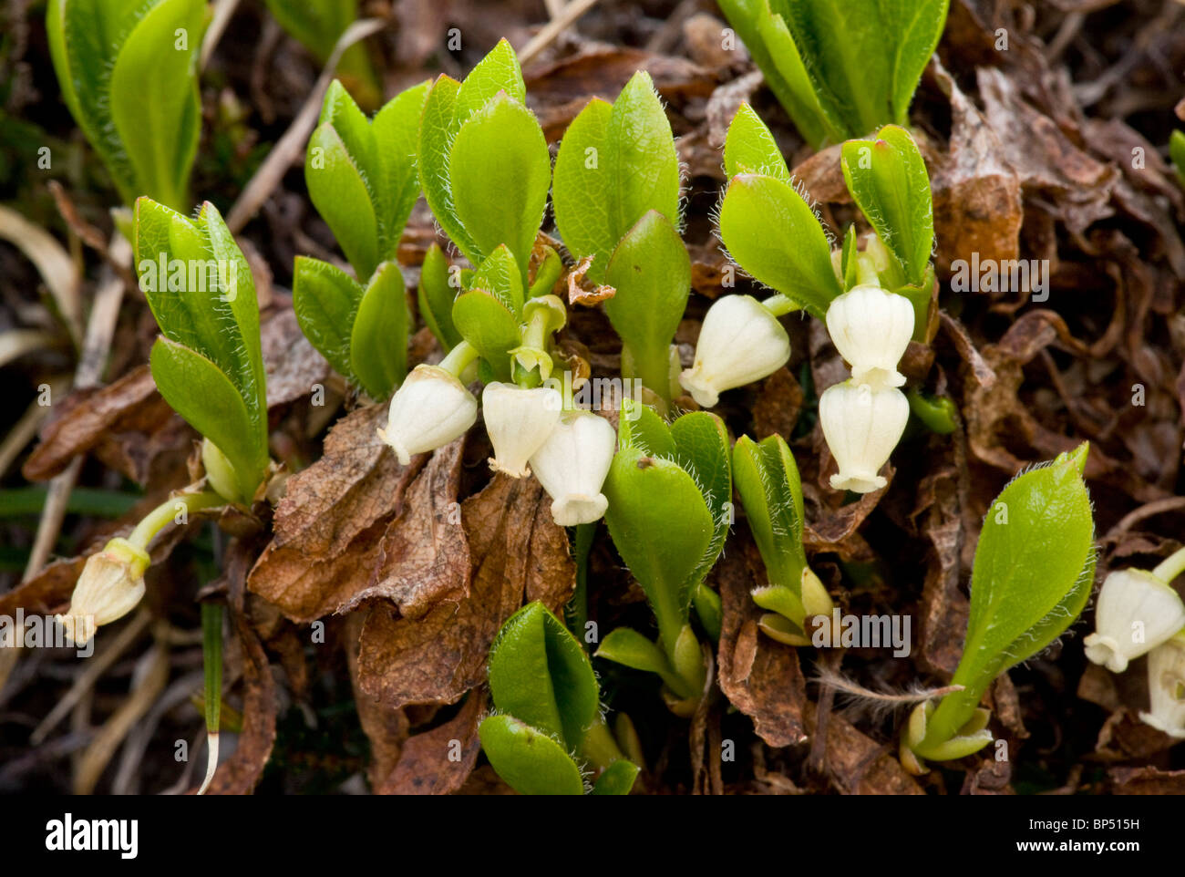 Arctic Bearberry, Arctostaphylos alpinus = Arctous alpinus in flower. Rare in northern Britain. Stock Photo
