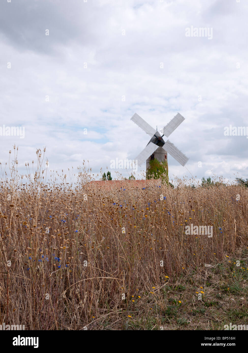 Windmill at La Chapelle-Saint-Florent, Loire, France. South West of Angers. This is a restored working mill. Stock Photo