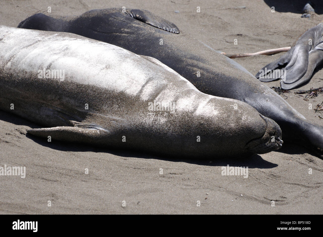 Elephant seals colony during molting period, Piedras Blancas beach ...