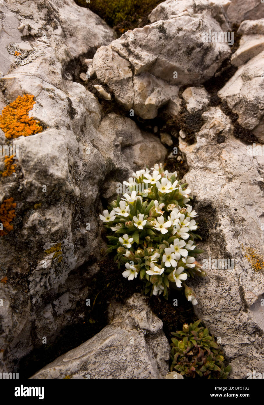 A rare rock-jasmine, Androsace hausmannii in the Dolomites, Italy. Stock Photo