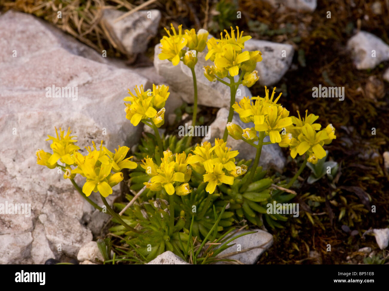 Yellow whitlow-grass, Draba aizoides; Dolomites, Italy. Stock Photo