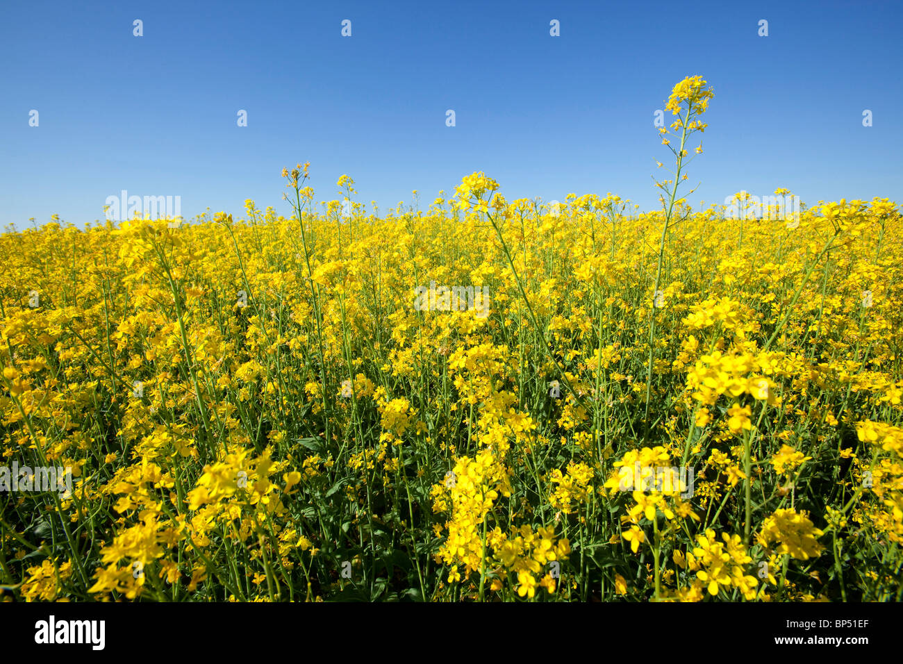 brassica rapa Stock Photo