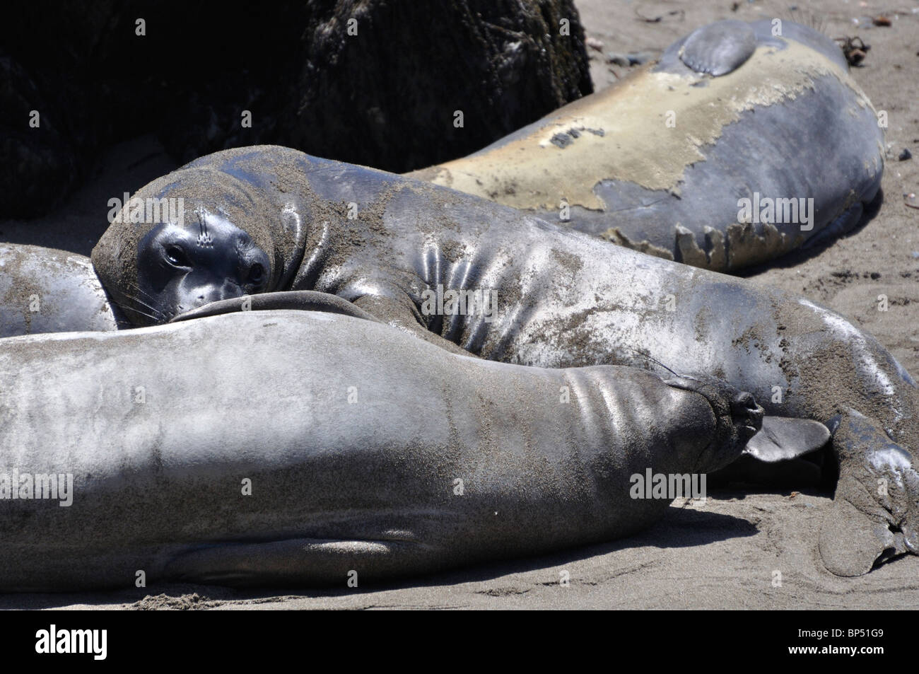 Elephant seals colony during molting period, Piedras Blancas beach ...