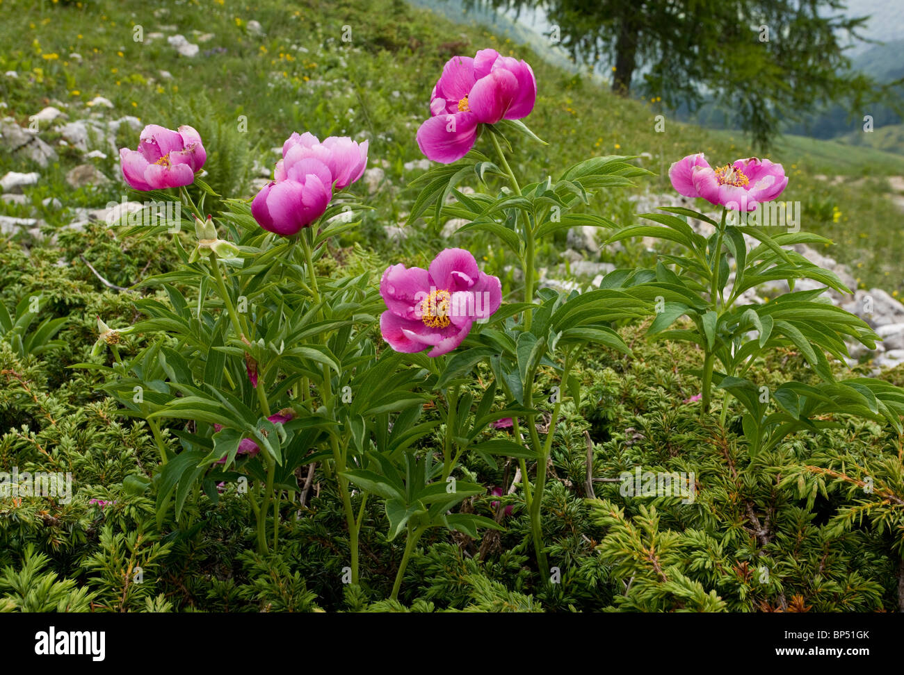 Clumps of a peony (paeony), Paeonia officinalis on the slopes of Monte Baldo, Italy. Stock Photo