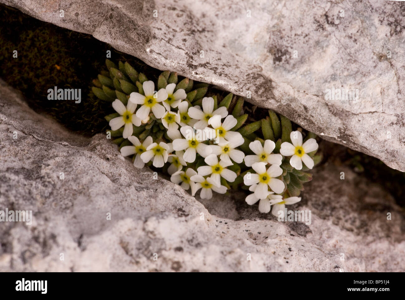 A rare rock-jasmine, Androsace hausmannii in the Dolomites, Italy. Stock Photo