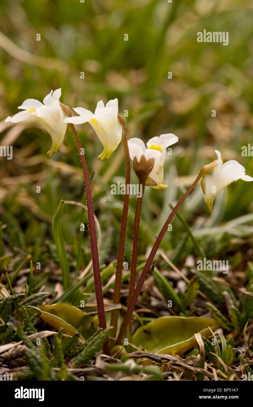 Alpine Butterwort, Pinguicula alpina in flower. Insectivorous Plant, Swiss Alps Stock Photo Alamy
