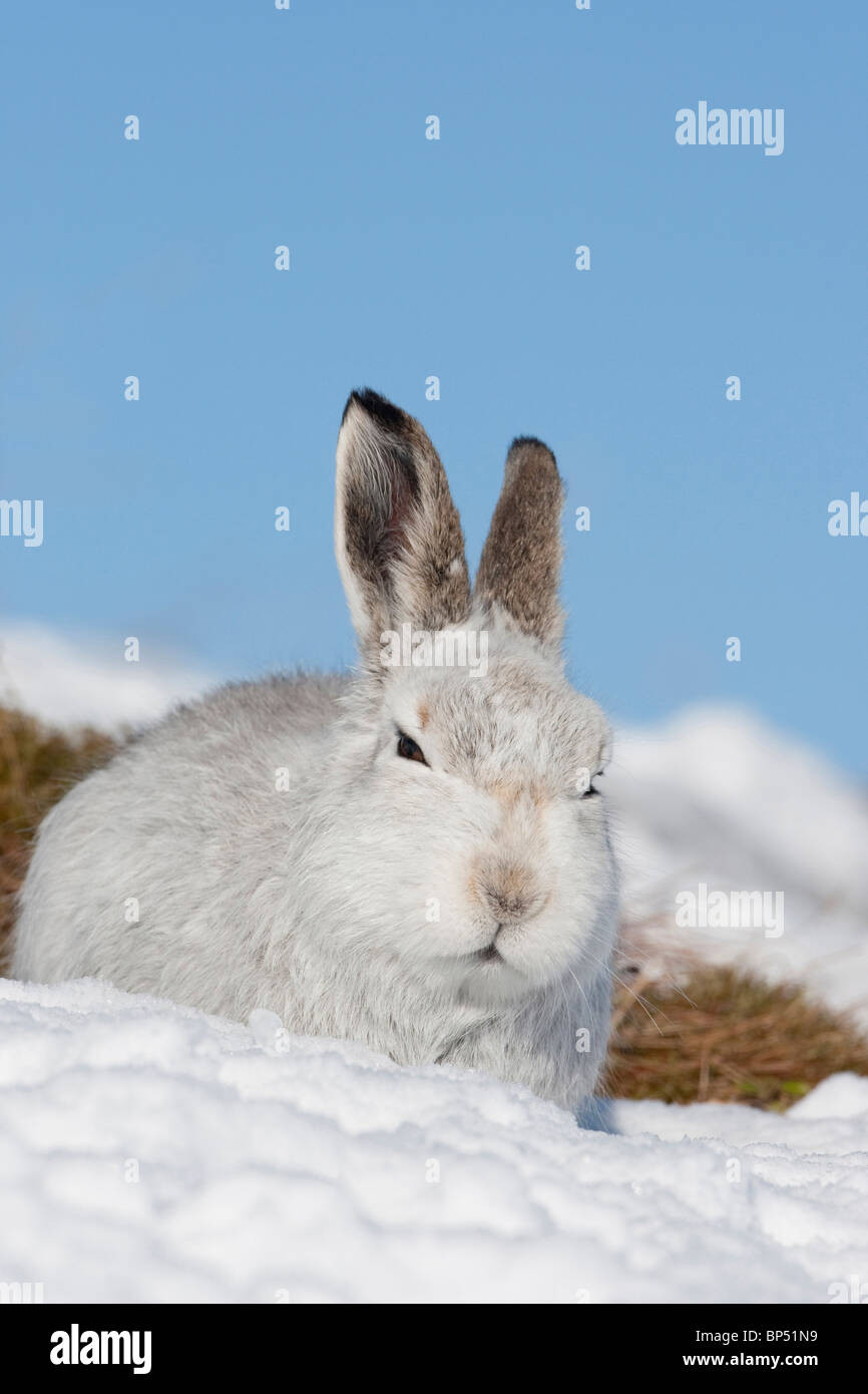 Mountain Hare (Lepus timidus). Portrait of male in winter coat, Cairngorms National Park, Scotland. Stock Photo