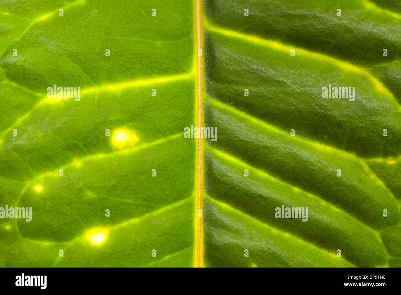 Green leaf veins texture background Stock Photo - Alamy