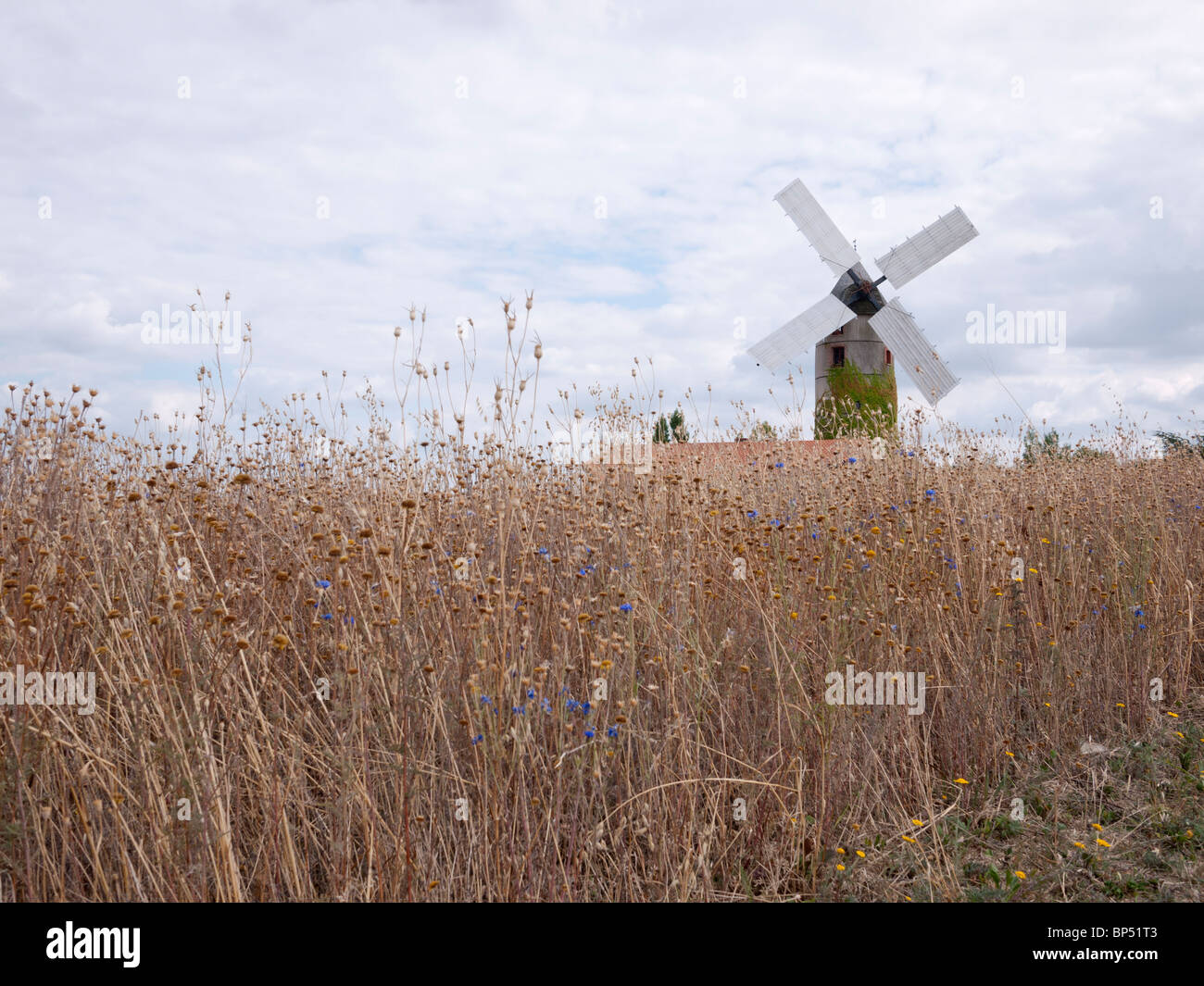 Windmill at La Chapelle-Saint-Florent, Loire, France. South West of Angers. This is a restored working mill. Stock Photo