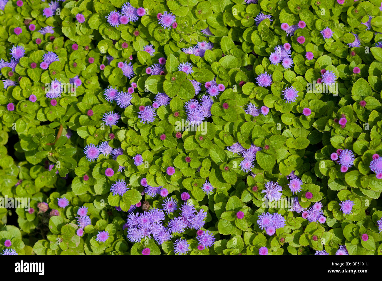 Beautiful green purple leaves hi-res stock photography and images - Alamy
