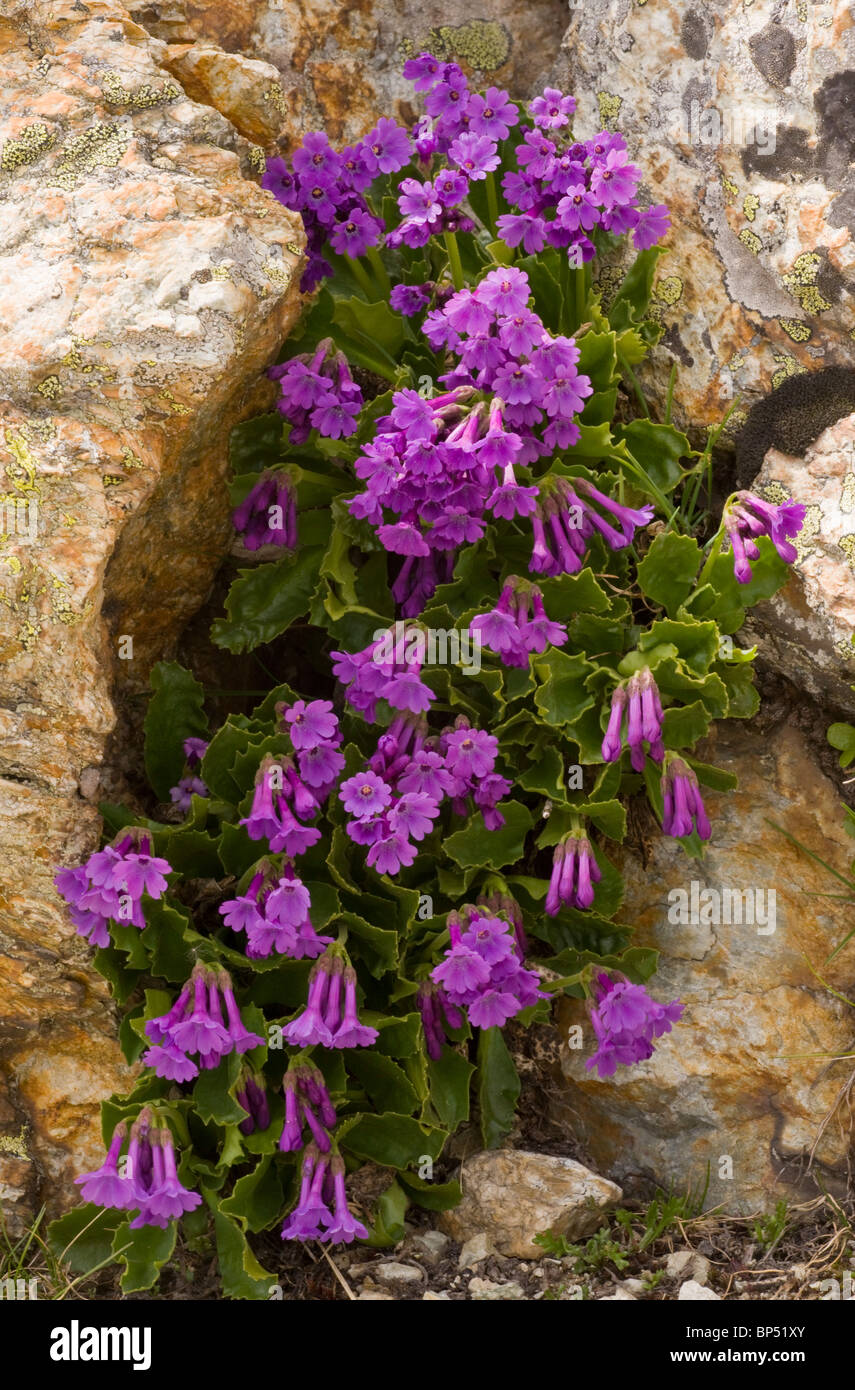 Sticky primrose, Primula glutinosa - lovely clump at high altitude in Upper Engadine, Swiss Alps. Stock Photo