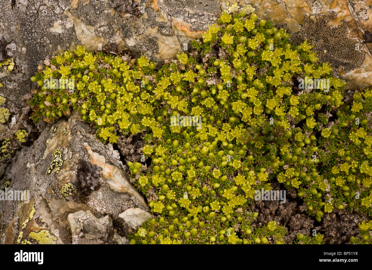 Cyphel or Mossy Cyphel, Minuartia sedoides in flower; dense alpine cushion plant. Stock Photo