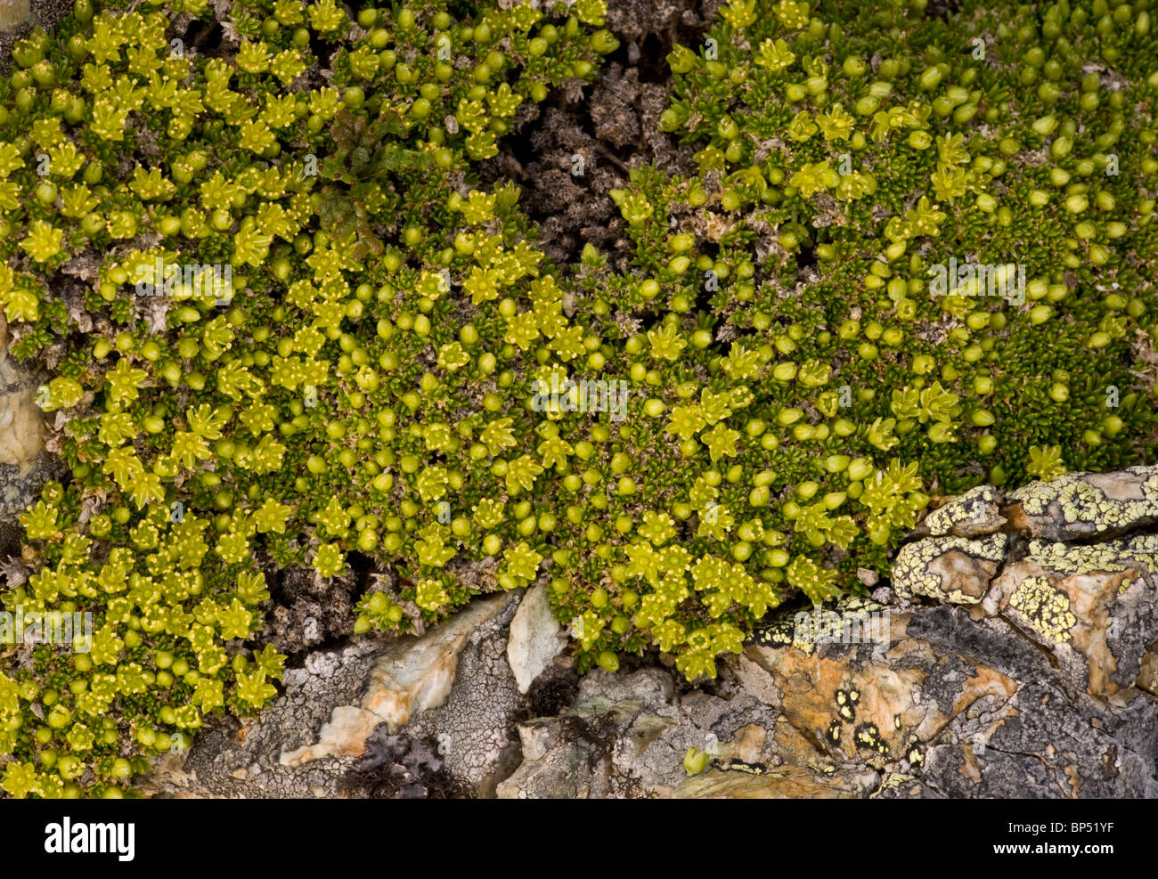 Cyphel or Mossy Cyphel, Minuartia sedoides in flower; dense alpine cushion plant. Stock Photo
