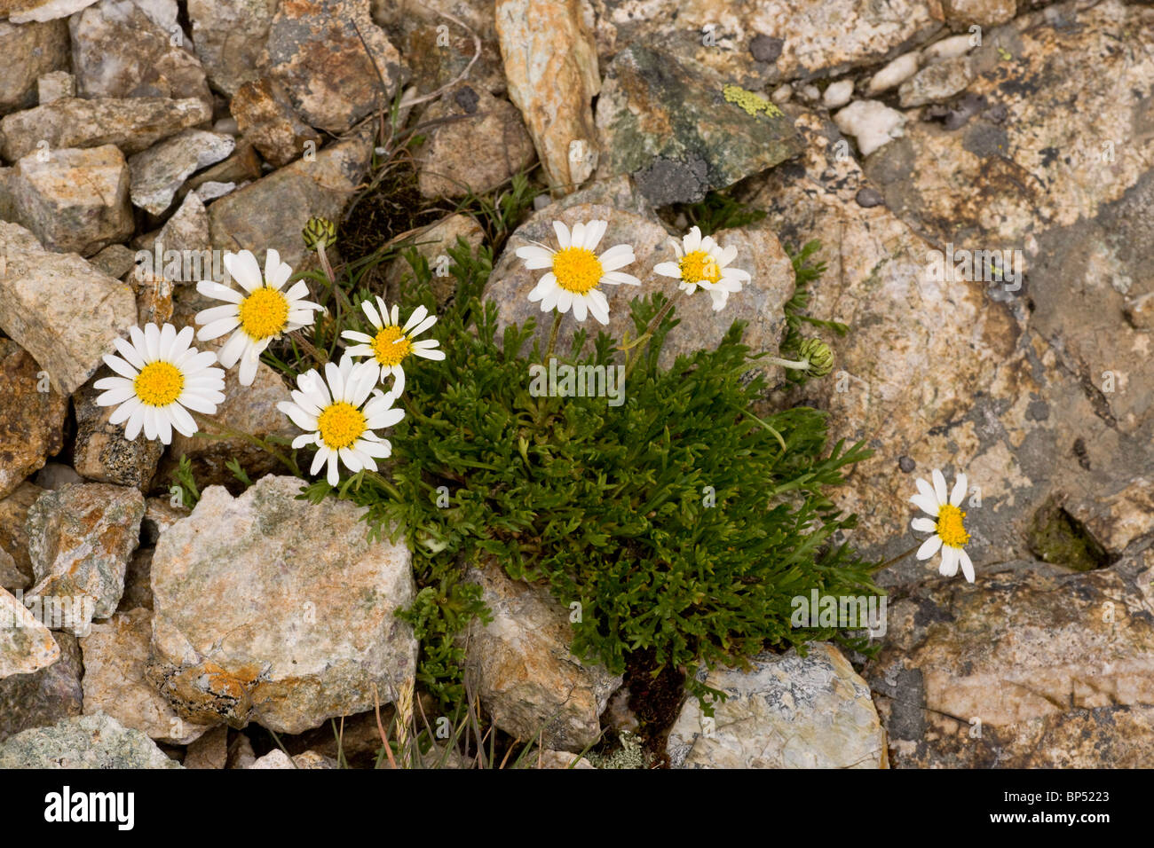 Daisy of the alps hi-res stock photography and images - Alamy
