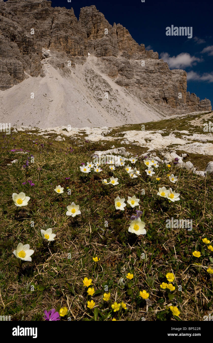 Monte Baldo Anemone, Anemone baldensis and other alpines, in the Dolomites, Italy. Stock Photo