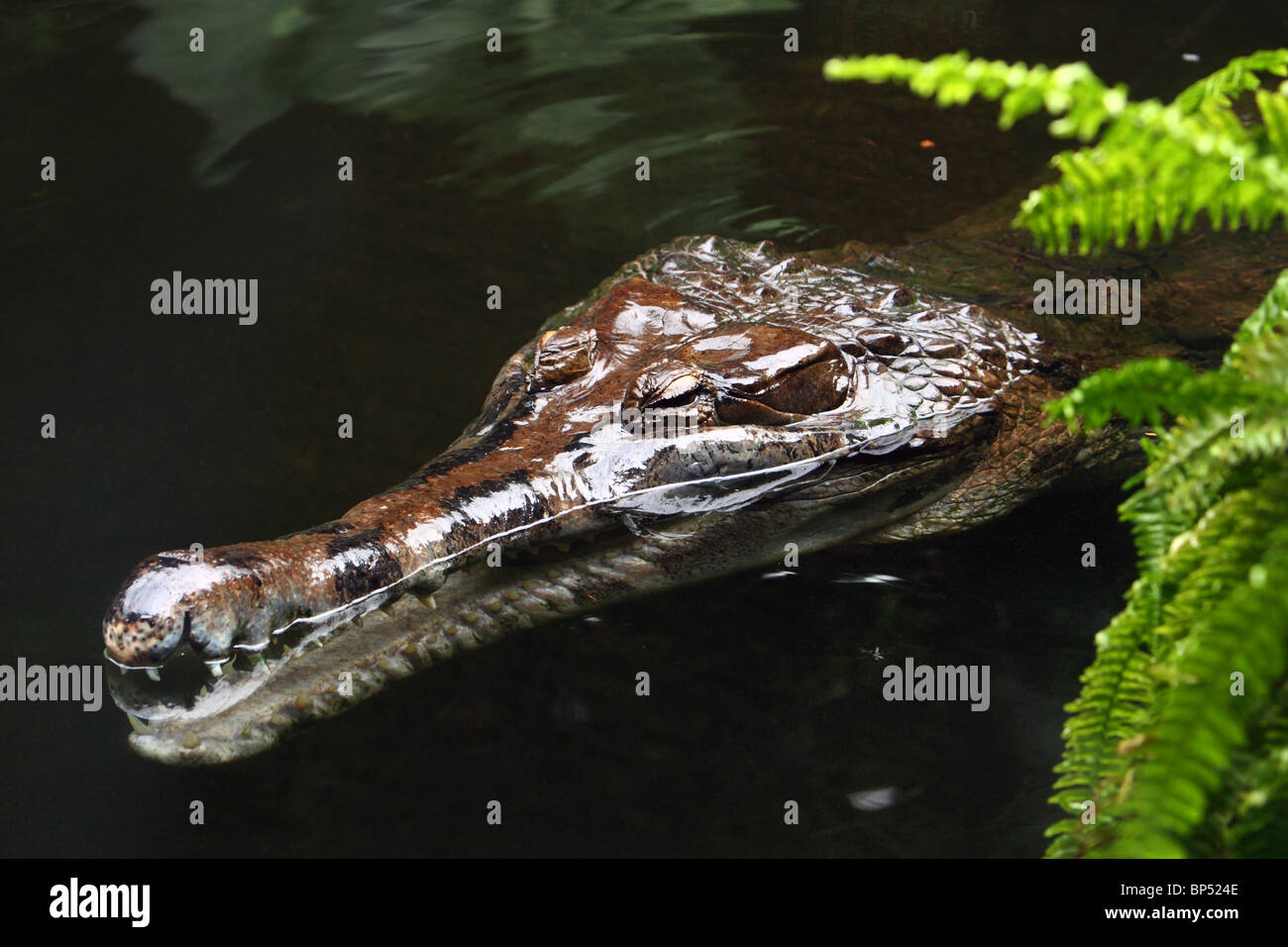 Crocodile in water with fern Stock Photo