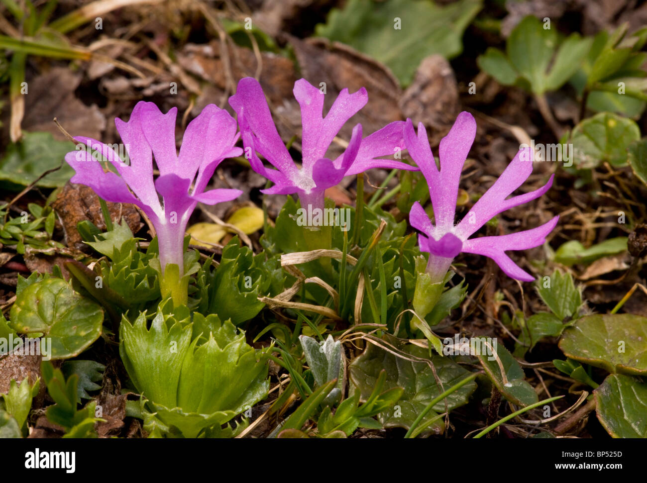 Least primrose, Primula minima in the Dolomites, Italy. Stock Photo
