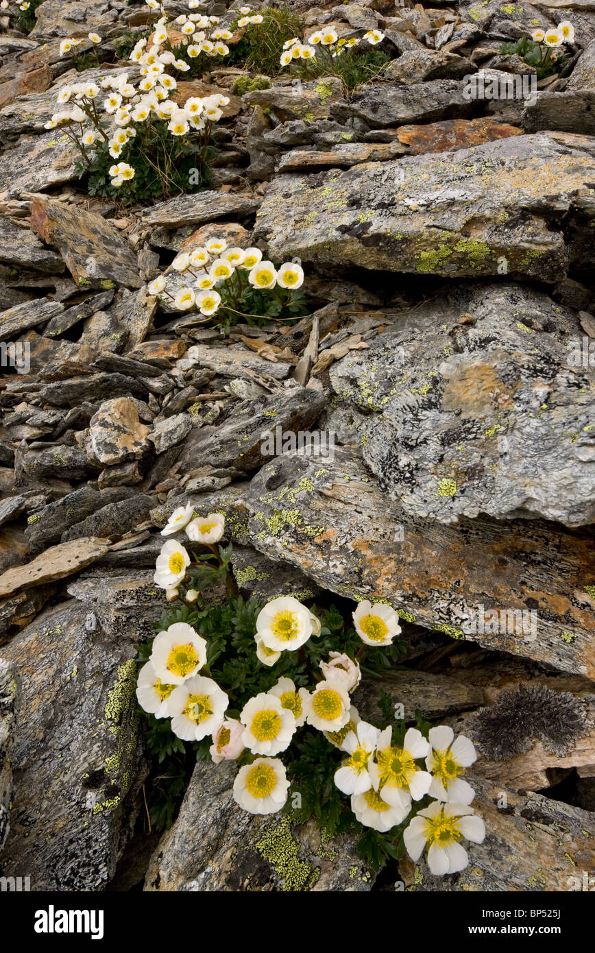 Glacier Crowfoot or Glacier Buttercup, Ranunculus glacialis, high in the eastern Swiss Alps. Stock Photo