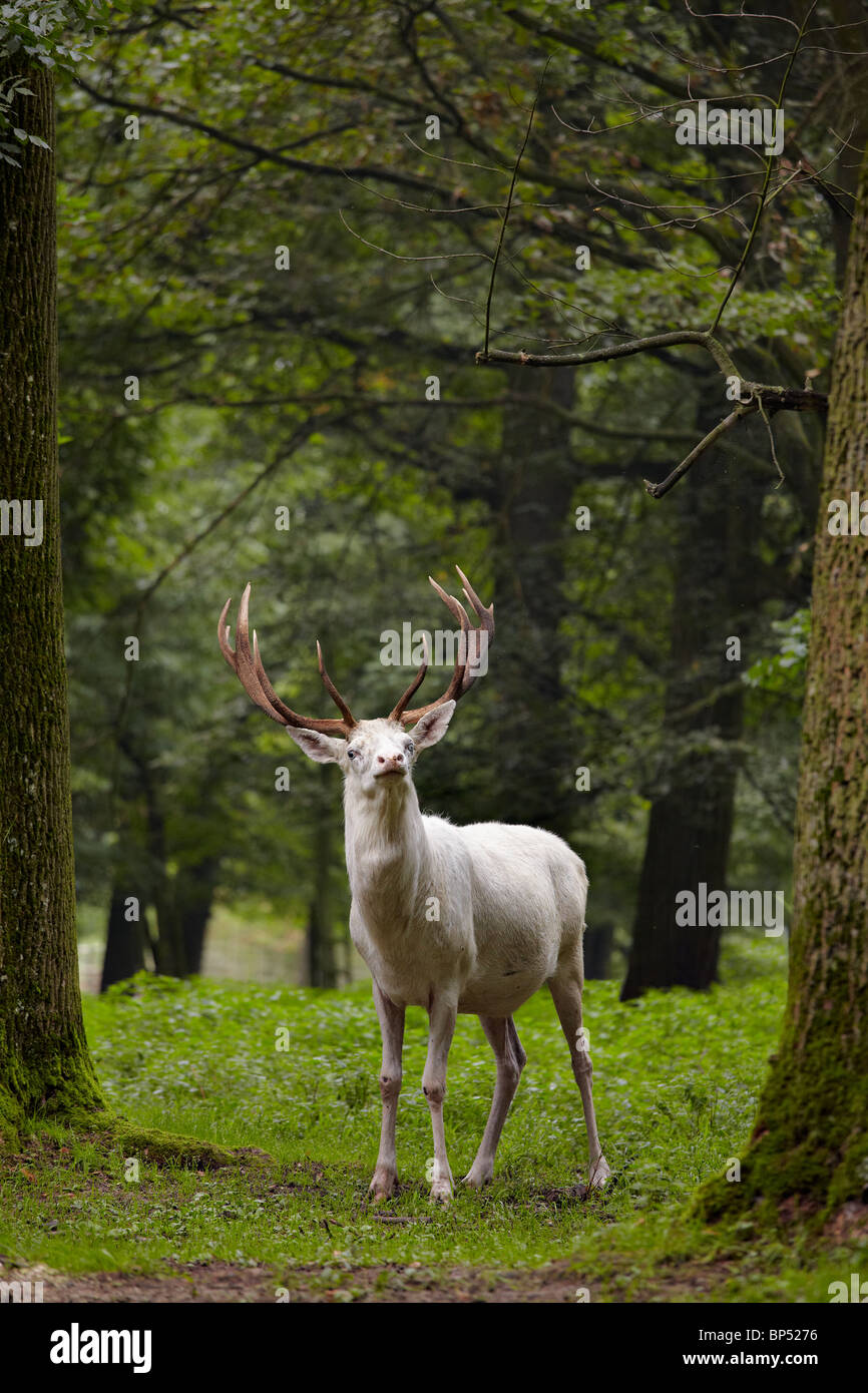 White deer Stock Photo