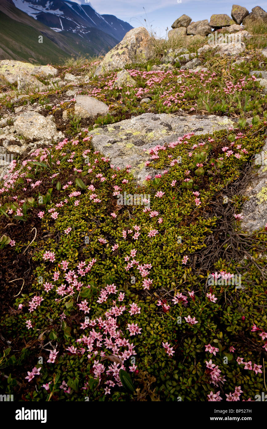 Creeping Azalea or Trailing Azalea, Loiseleuria procumbens in very flowery  mats, on the Albula Pass, Switzerland Stock Photo - Alamy