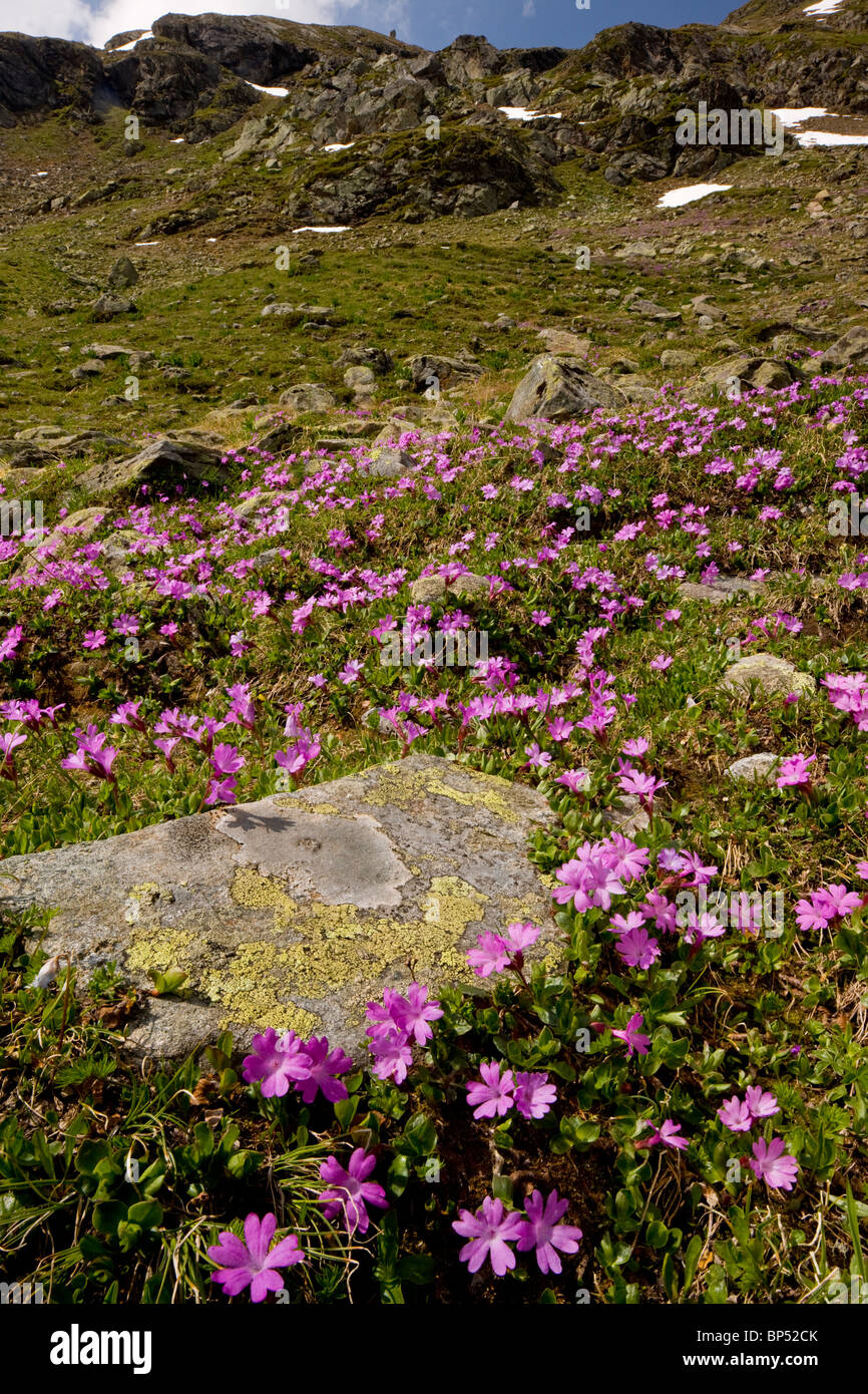 Entire-leaved primula, Primula integrifolia in masses on the Fluella Pass, east Swiss Alps. Stock Photo