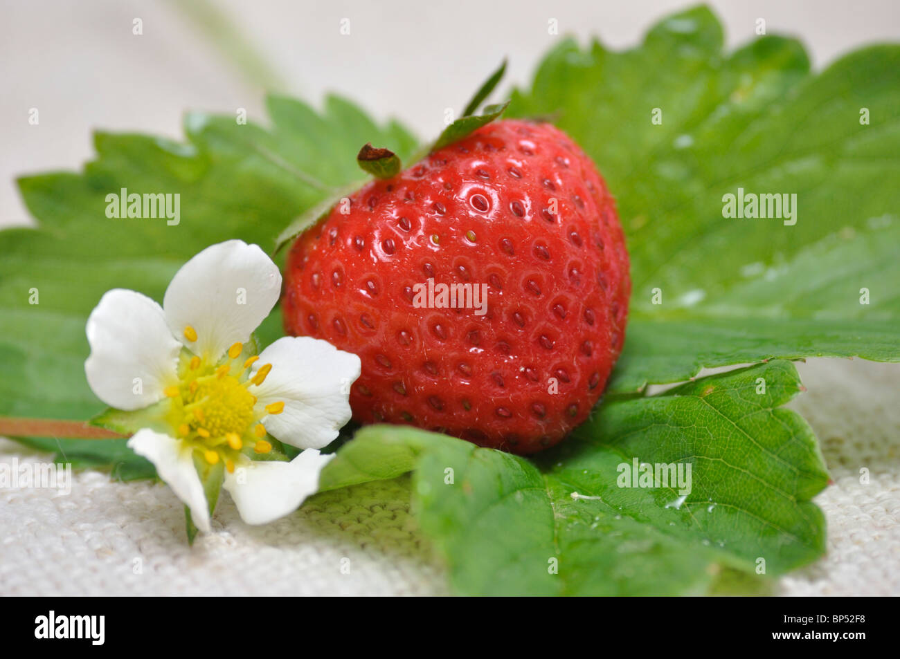 Fresh and ripe strawberry with strawberry leaves and strawberry flower ...
